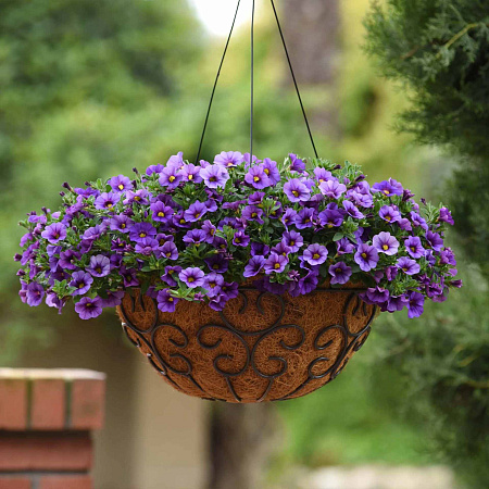 Фото Калибрахоа Классик Деним