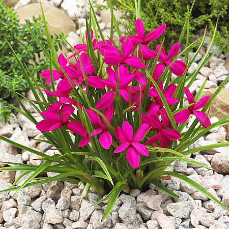 Фото Родогипоксис Красный