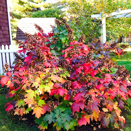 Фото Гортензия дуболистная