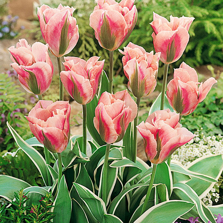 Фото Тюльпан Китайский квартал