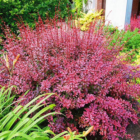 Фото Барбарис тунберга Розовое сияние