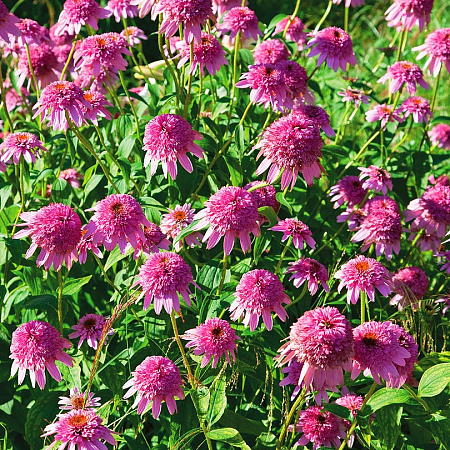 Фото Эхинацея Раззматац