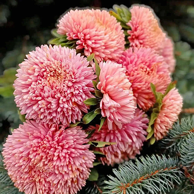 Астра Хризантелла Фламинго Эт Сансет