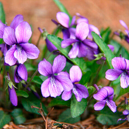 Фото Фиалка маньчжурская