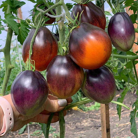 Фото Помидор Тёмный Лорд