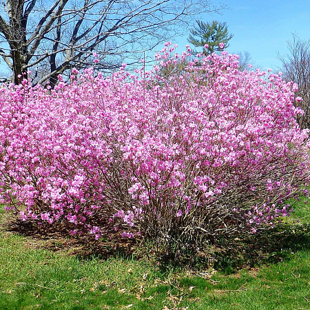 Фото Рододендрон остроконечный