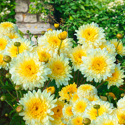 Хризантема корейская Элен вайт