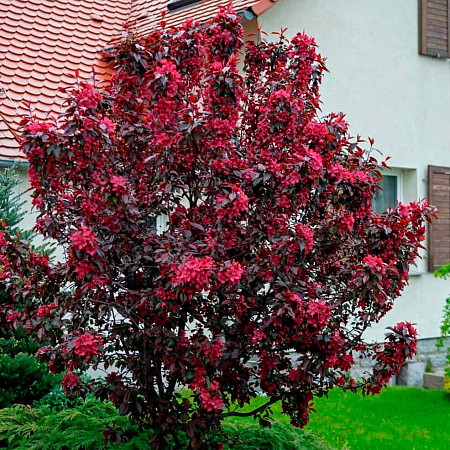 Фото Яблоня декоративная Роялти