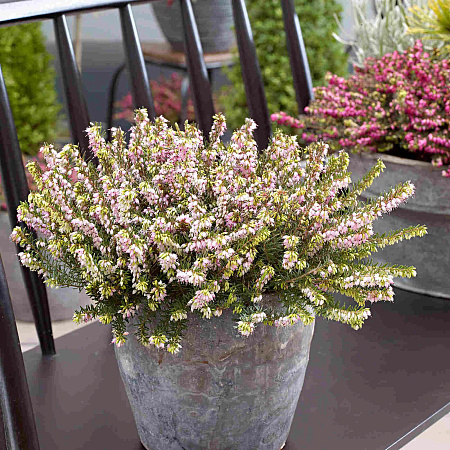 Фото Эрика дарлиенская Дарлей Дэйл