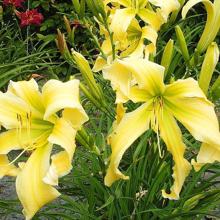 Фото Лилейник Полёт ангелов