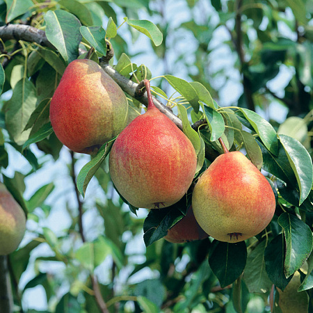 Фото Груша Сварог