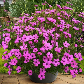 Вискария Розовый ангел