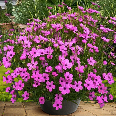 Вискария Розовый ангел