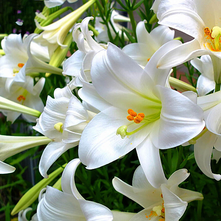 Фото Лилия лонгифлорум Сноу Квин