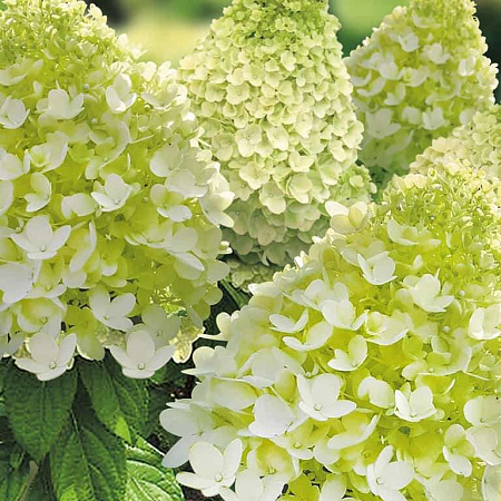 Фото Гортензия метельчатая Мэджикал кэндл