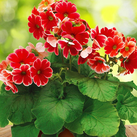 Фото Примула Либре пикоти Скарлетт