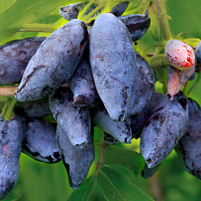 Жимолость Сластёна