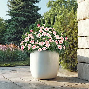 Гвоздика Оскар Ред Стар