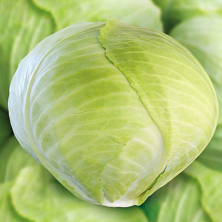Фото Капуста белокочанная Анкома F1 16шт