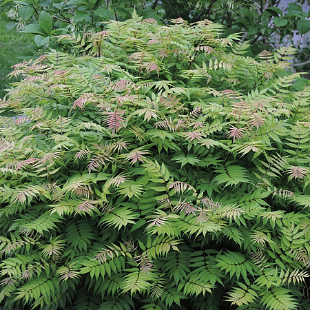 Фото Рябинник рябинолистный Пинк хопи