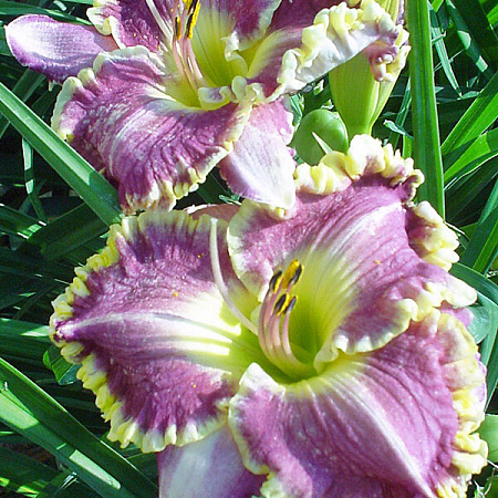 Фото Лилейник Бестселлер