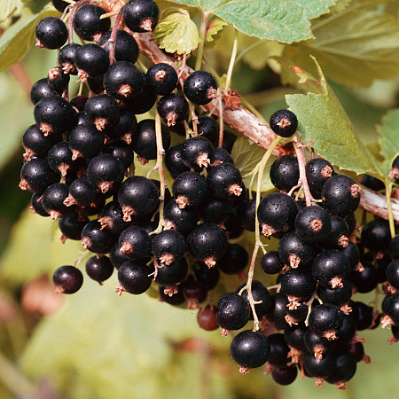 Фото Смородина Чародей