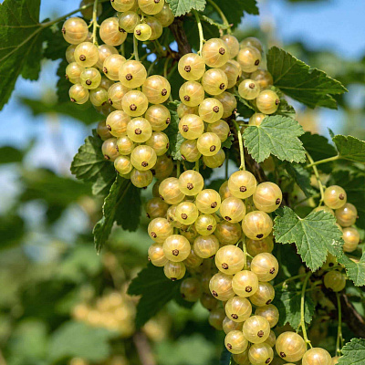 Смородина Изумрудное ожерелье