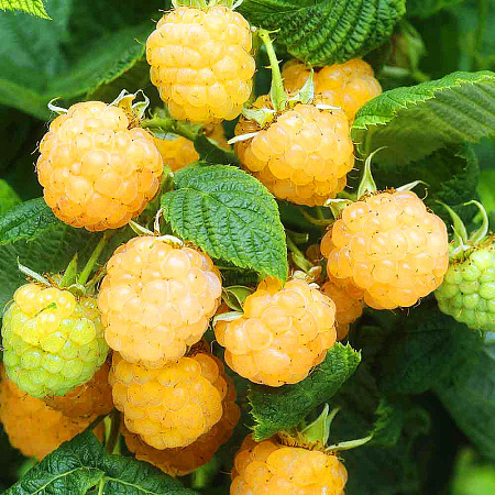 Фото Малина ремонтантная Фолголд