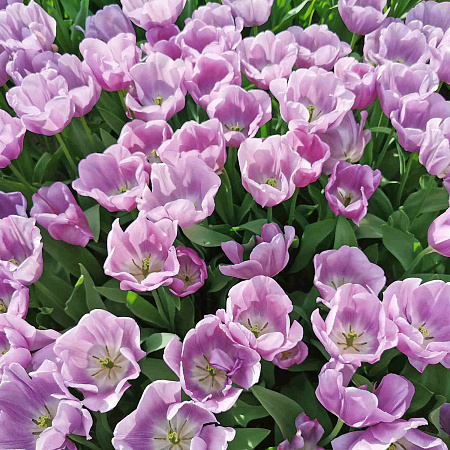 Фото Тюльпан триумф Алиби