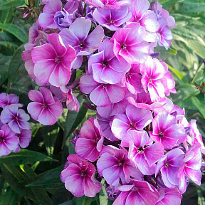 Флокс метельчатый Неон Флэр