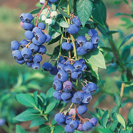 Фото Голубика Легаси