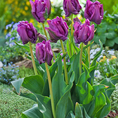 Тюльпан попугайный Блю Пэрот