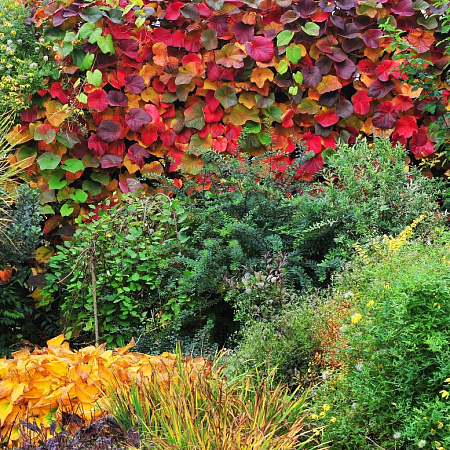 Фото Виноград Куанье (японский)