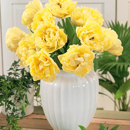 Фото Тюльпан Авангард