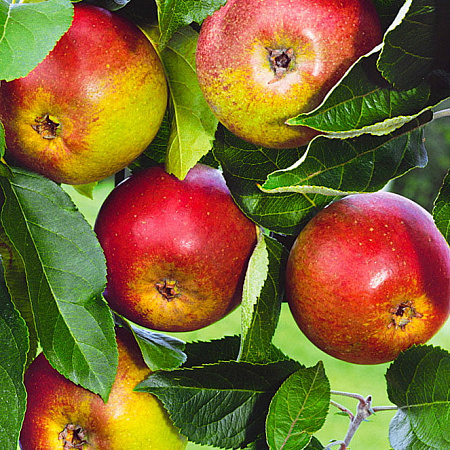 Фото Яблоня Южноуральское