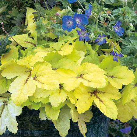 Фото Гейхера Голд Страйк