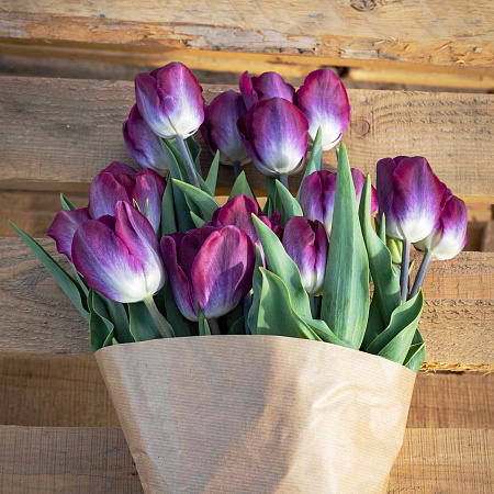 Фото Тюльпан триумф Канзас Прауд