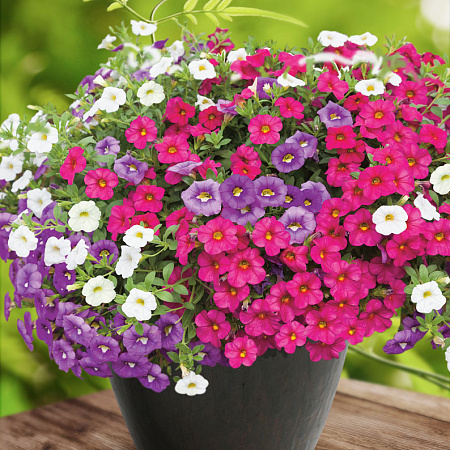 Фото Калибрахоа Встречай весну набор