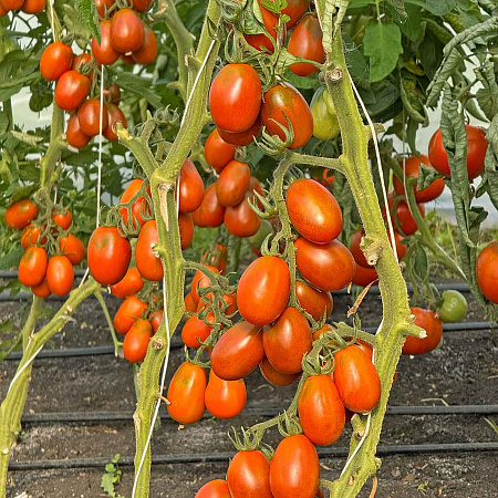 Фото Помидор Де Барао чёрный