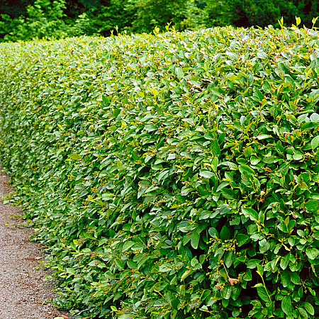 Фото Кизильник Блестящий