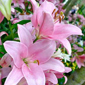 Лилия ЛА-гибрид Лексингтон