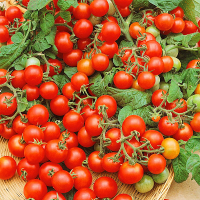 Помидор черри Вериге F1