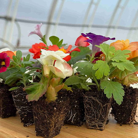 Фото Набор бегоний элатиор №3