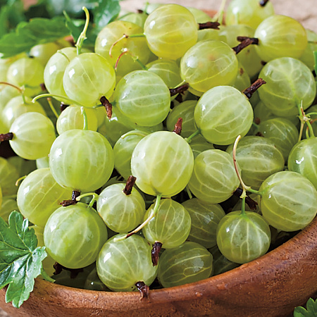 Фото Крыжовник Белый Смит