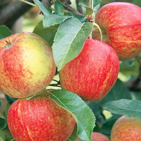 Фото Яблоня Приземлённое