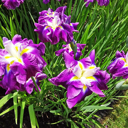 Фото Ирис японский Улыбка