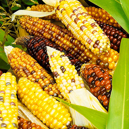 Фото Кукуруза декоративная Маленькие сокровища