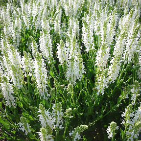 Шалфей дубравный Адриан