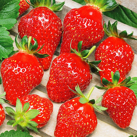 Фото Земляника садовая Флорианте