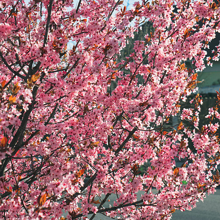 Фото Слива растопыренная Нигра